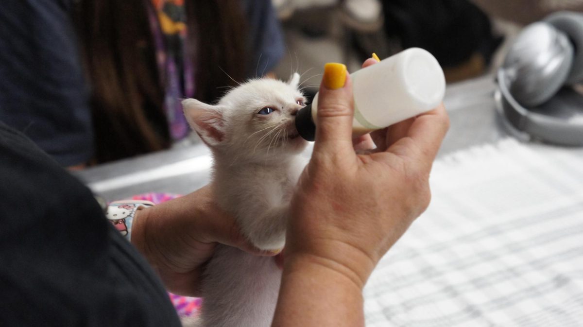 One of the first animals that the Sabers 4 Animals club took care of was a stray cat named, "Booger." They helped to foster the cat until it was ready to be part of a forever home.